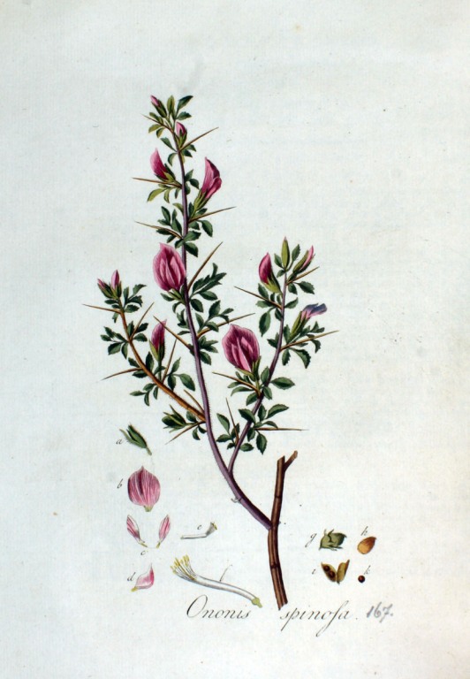 Hauhechel Wurzel bio